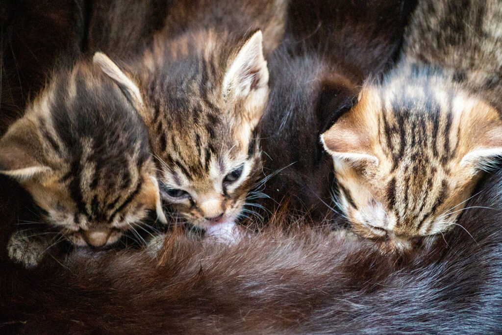 mamma gatta e cuccioli convivenza e allattamento