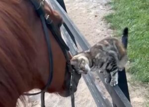 Il micetto tigrato si fa trovare su una staccionata per coccolare il cuo amico cavallo (VIDEO)