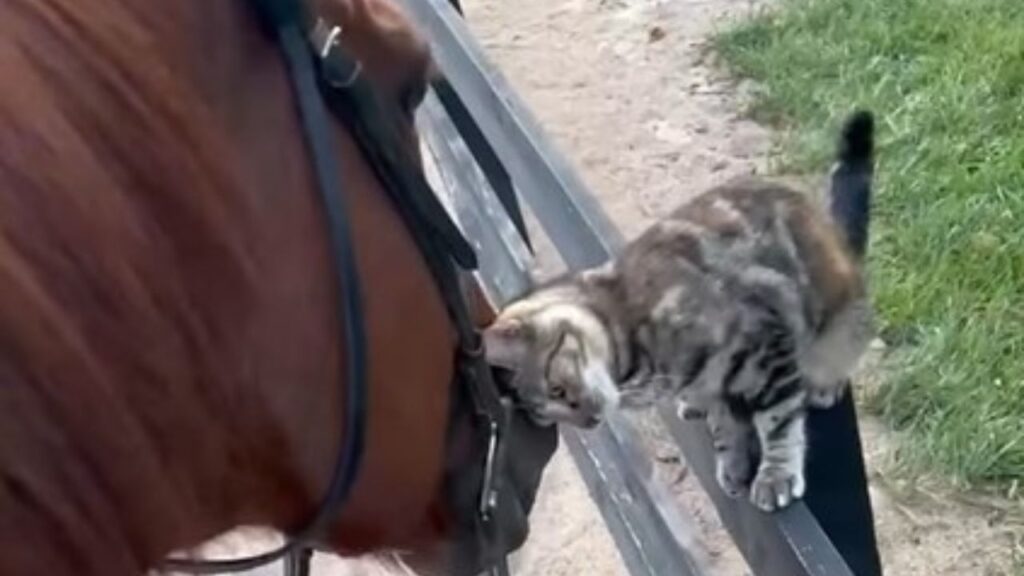gatto e cavallo