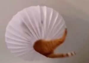 Il micio arancione ha trovato un nascondiglio perfetto dove passare le sue giornate (VIDEO)