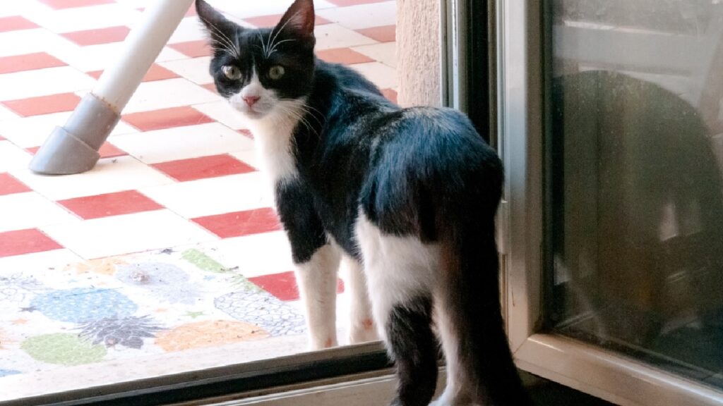 gatta bicolore tuxedo