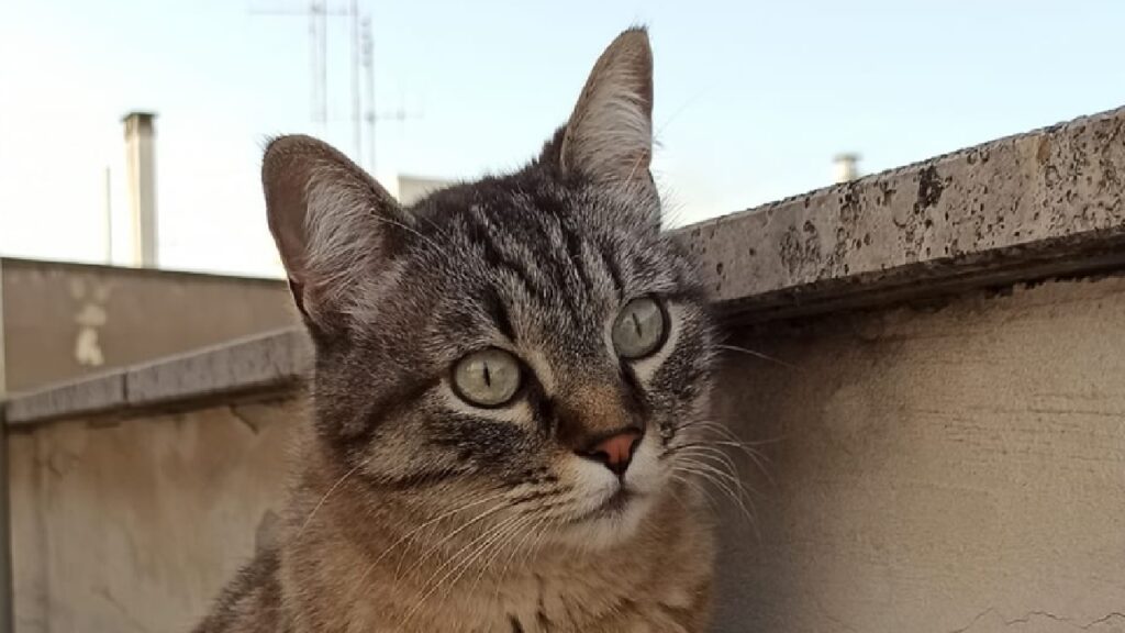 gatto occhi verde smeraldo