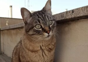 Noicattaro, Igor non si trova più da diversi giorni, i proprietari sono ansiosi di riabbracciare il gatto smarrito