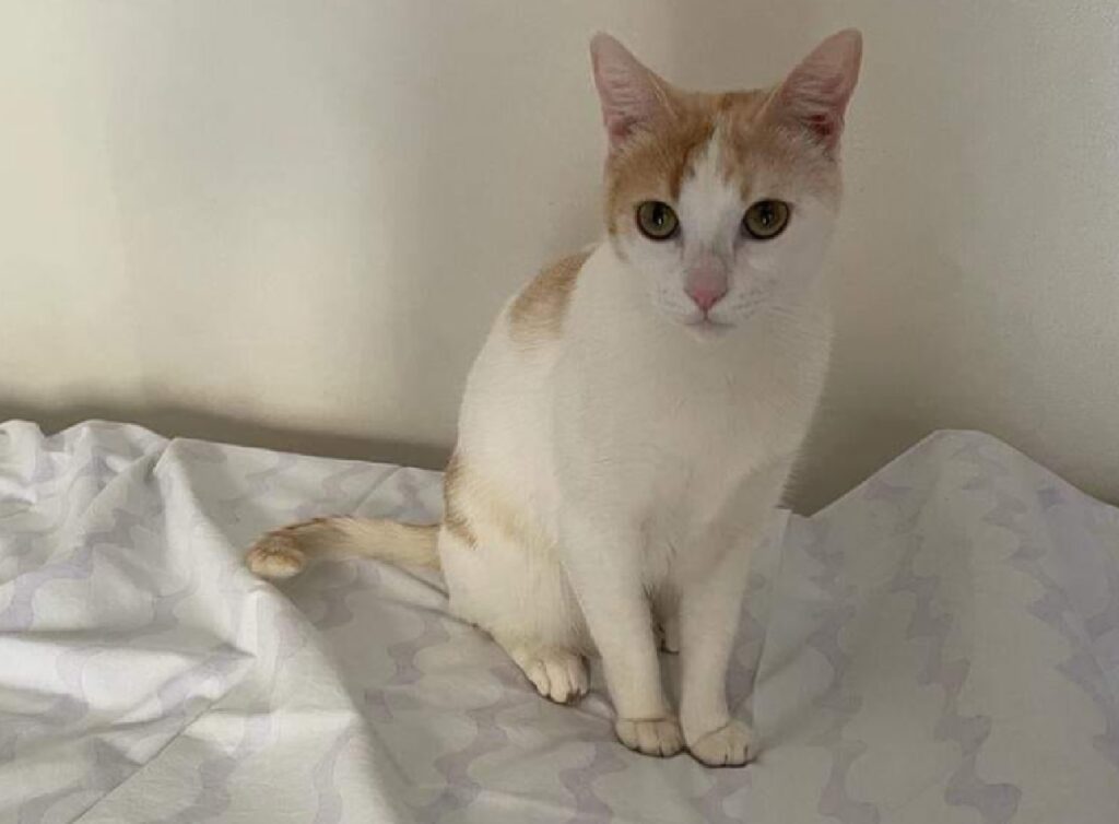 gatto testa con sfumature color crema