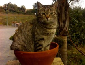 sale su furgone e gatto si allontana