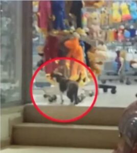 Gatto ruba i peluche in un negozio: la scena è divertentissima (VIDEO)