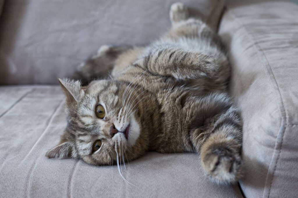 perché il gatto copre cacca e pipì ma le fa fuori dalla lettiera