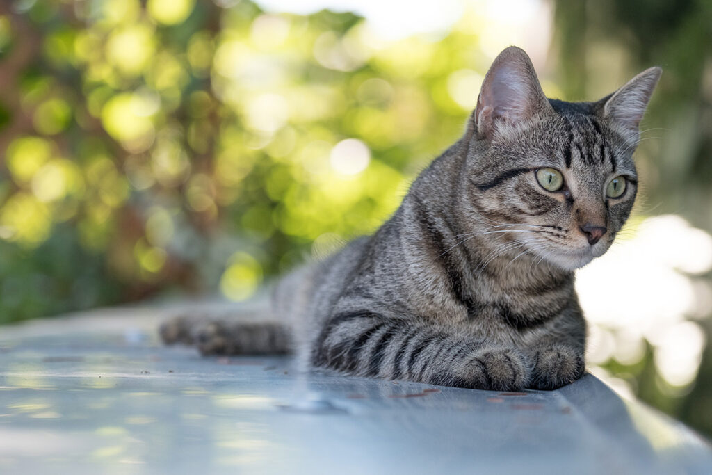 primo calore del gatto in allerta