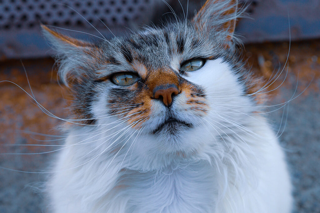 primo calore del gatto cosa fa