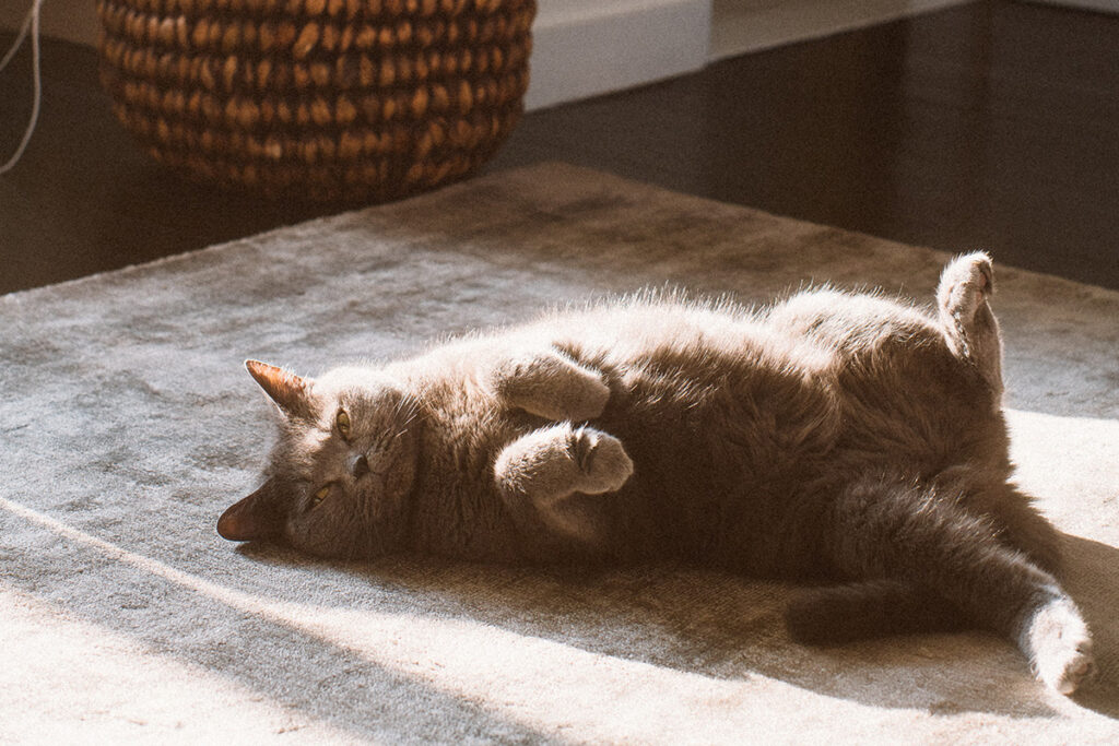 primo calore del gatto domestico