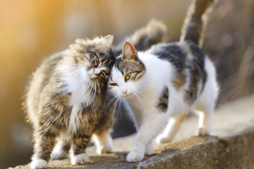 primo calore del gatto come affrontarlo