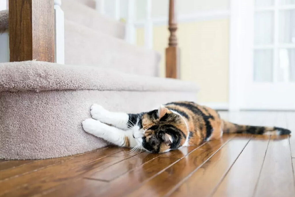 punire il gatto che rovina la tappezzeria