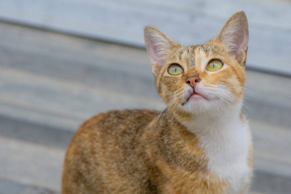 Punire il gatto: come si dovrebbe fare in modo costruttivo e in quali casi