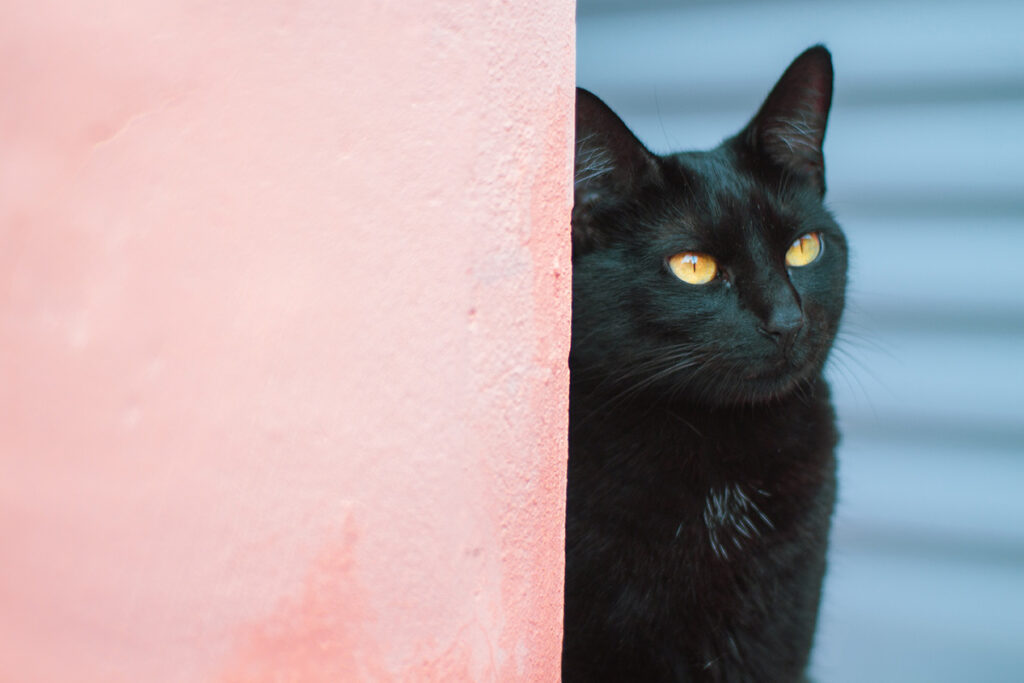 punire il gatto nero