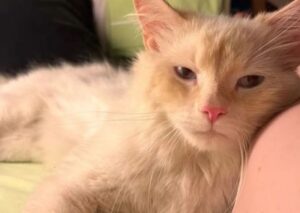 Romano d’Ezzelino, scomparso Louis, il gatto si è allontanato senza lasciare tracce