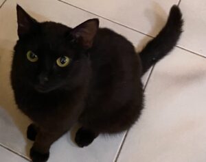 Scisciano, sparito da mesi il gatto Zaff, questo europeo dal manto nero deve tornare a casa