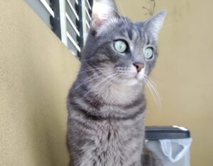 Selargius, cade dal balcone di casa e fugge via impaurito, un gatto di nome Pepito si è smarrito