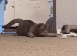 Il simpatico gattone mostra tutta la sua euforia con una danza davvero buffa (VIDEO)