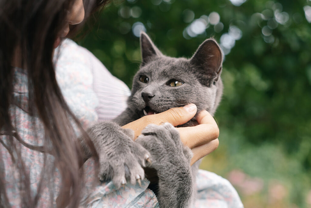 strongili polmonari del gatto cura