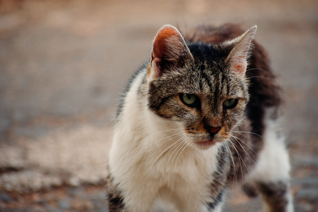 strongili polmonari del gatto randagio