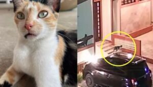 Mille e una modi per farsi adottare: un gatto li supera tutti con questo escamotage