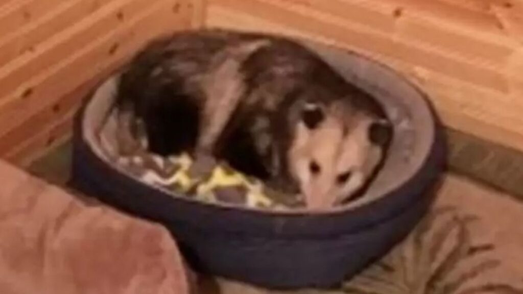 opossum grigio