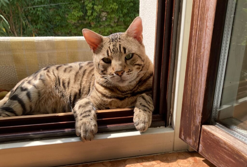 Verona, gatto di nome Speed si perde improvvisamente, sono tutti alla ricerca di questo simil Ocicat