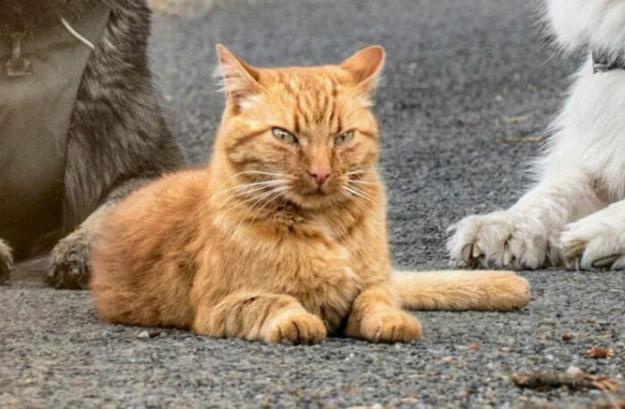 gatto arrabbiato