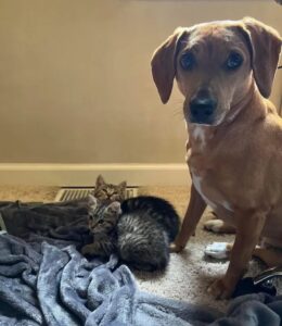 Buddy e Wally, i gattini salvati da un operatore sanitario