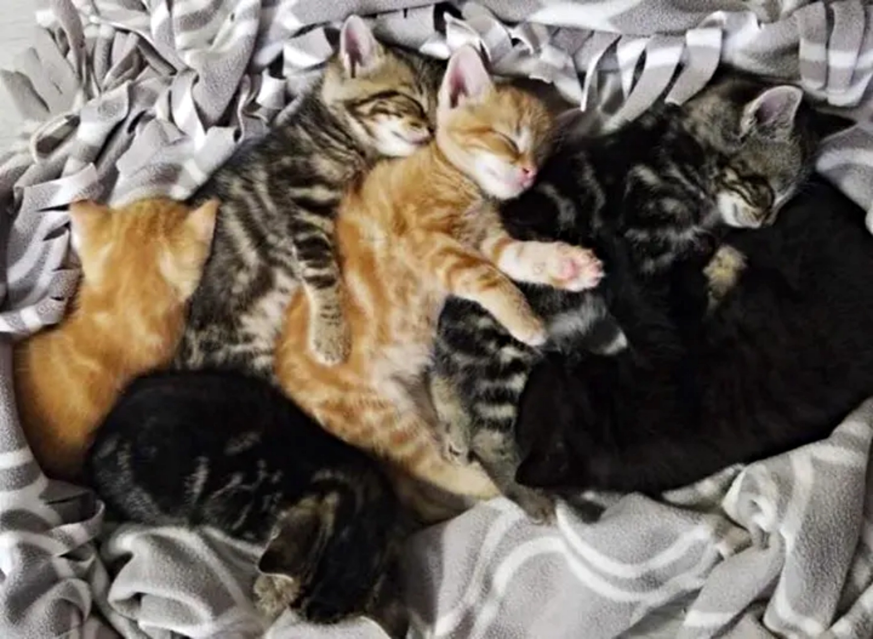 gattini che dormono