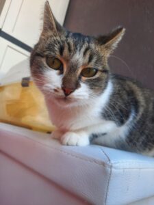 Cindy, meravigliosa gattina cerca una famiglia per sempre: aiutiamola