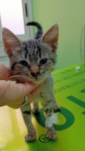 Clio, la gattina buttata nella spazzatura ha bisogno di aiuto