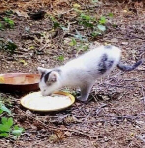Esce per dare da mangiare ai gatti randagi e trova un micino con sole due zampe: non c’era tempo da perdere