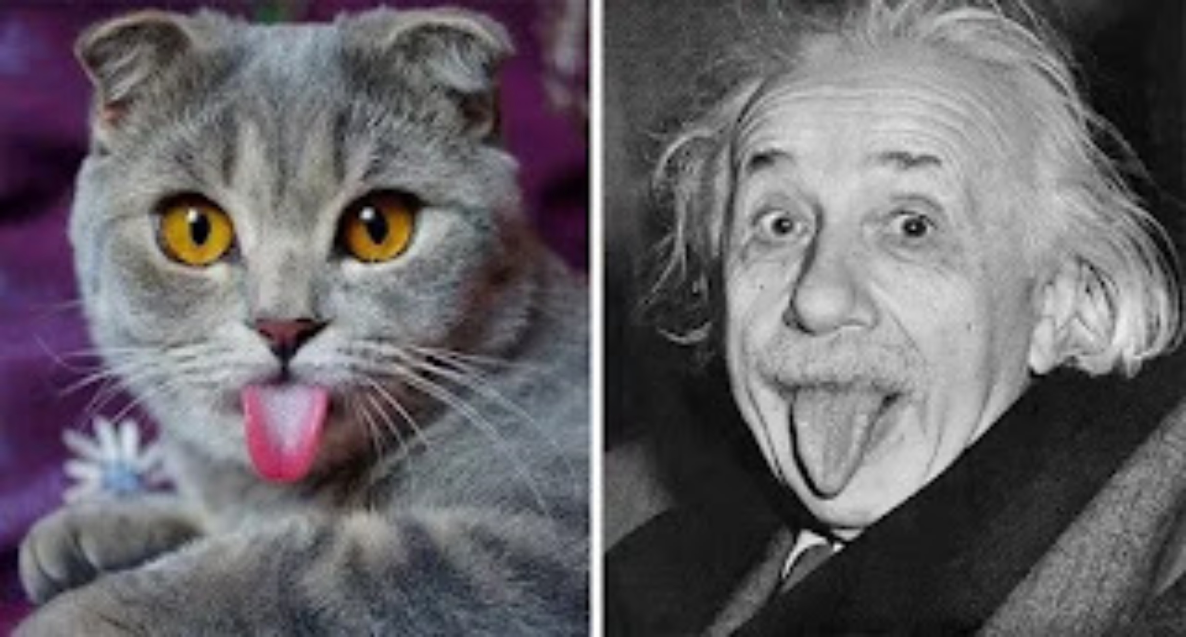 Albert Einstein e gatto