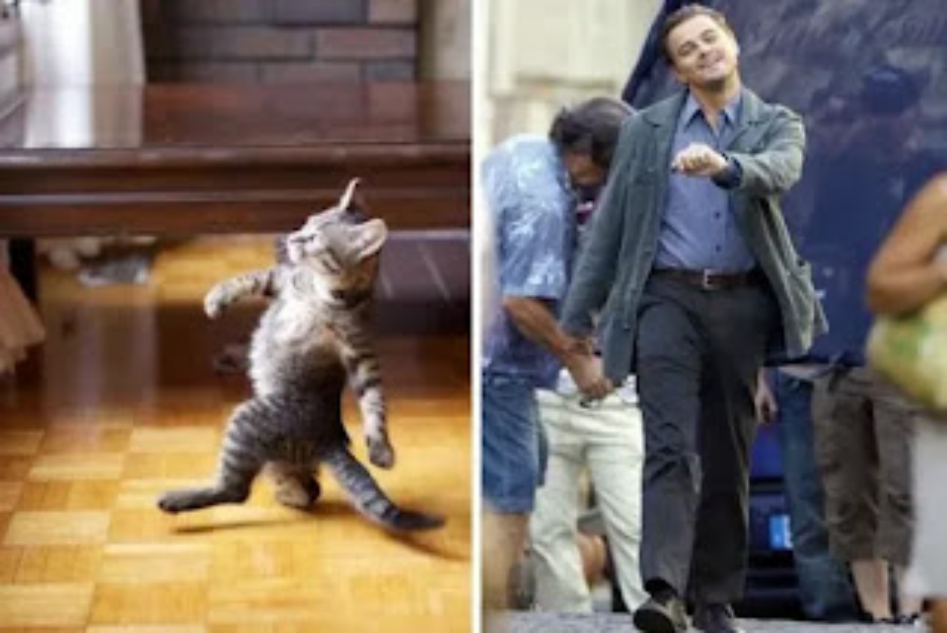 Leonardo DiCaprio e gatto