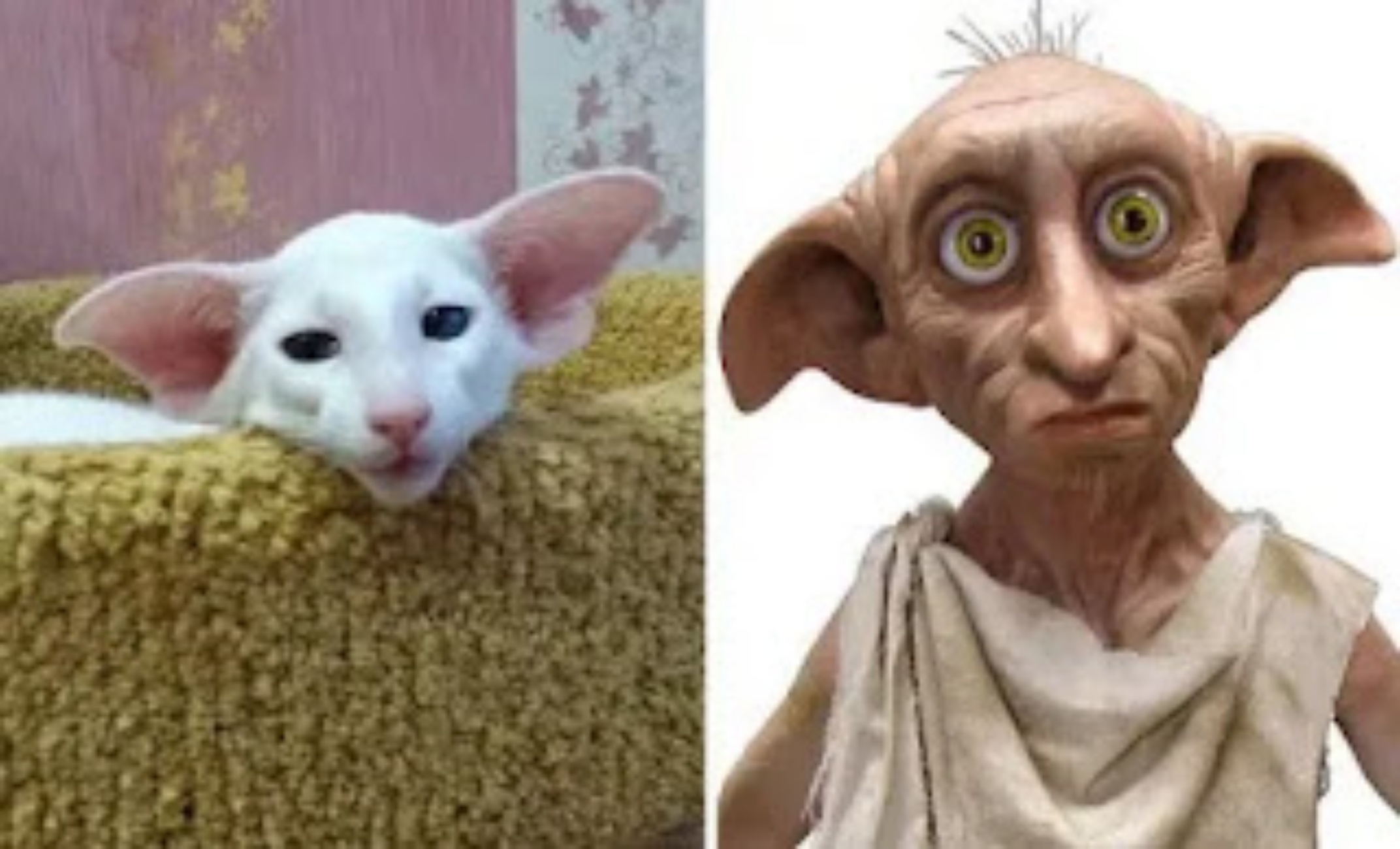 Dobby e gatto