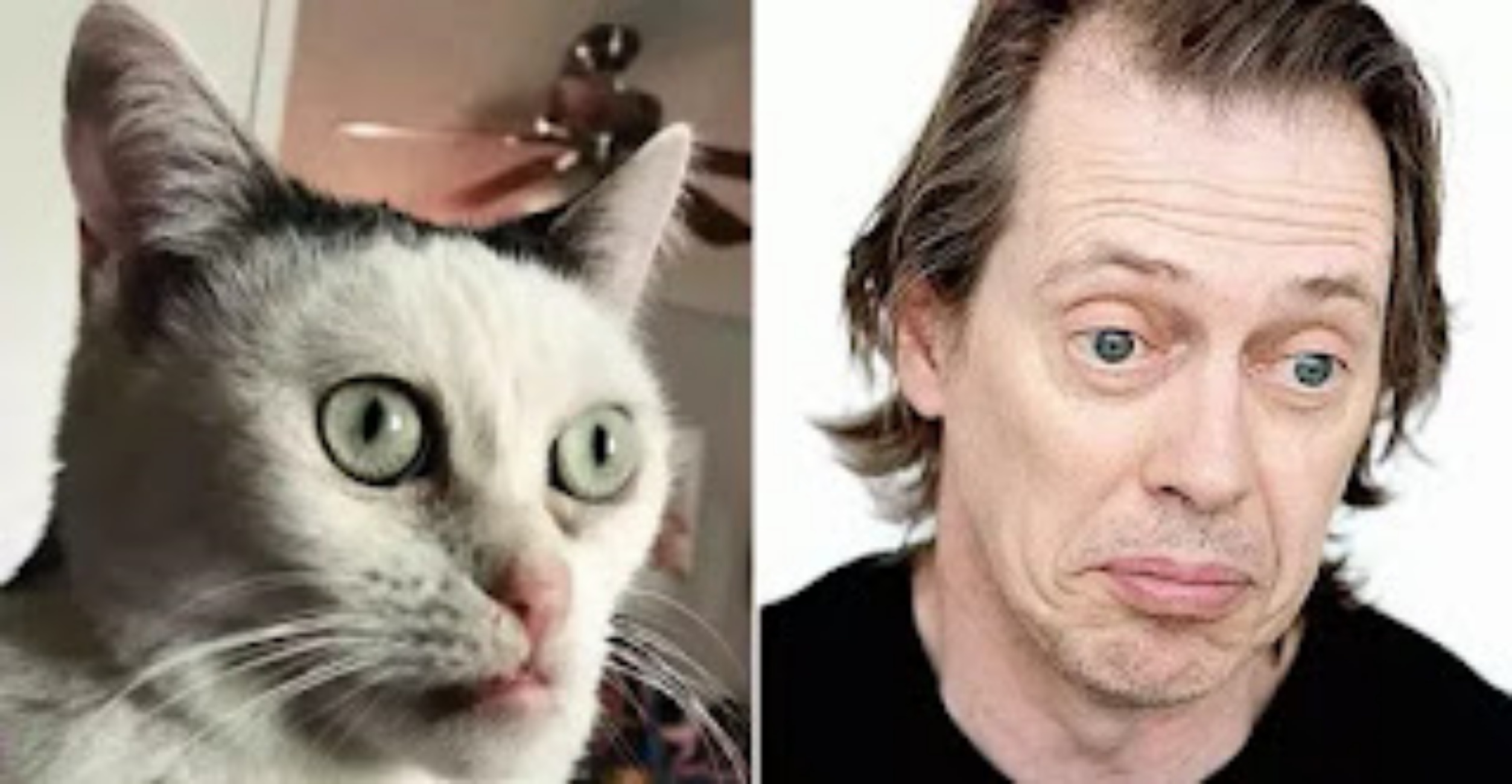 Steve Buscemi e gatto