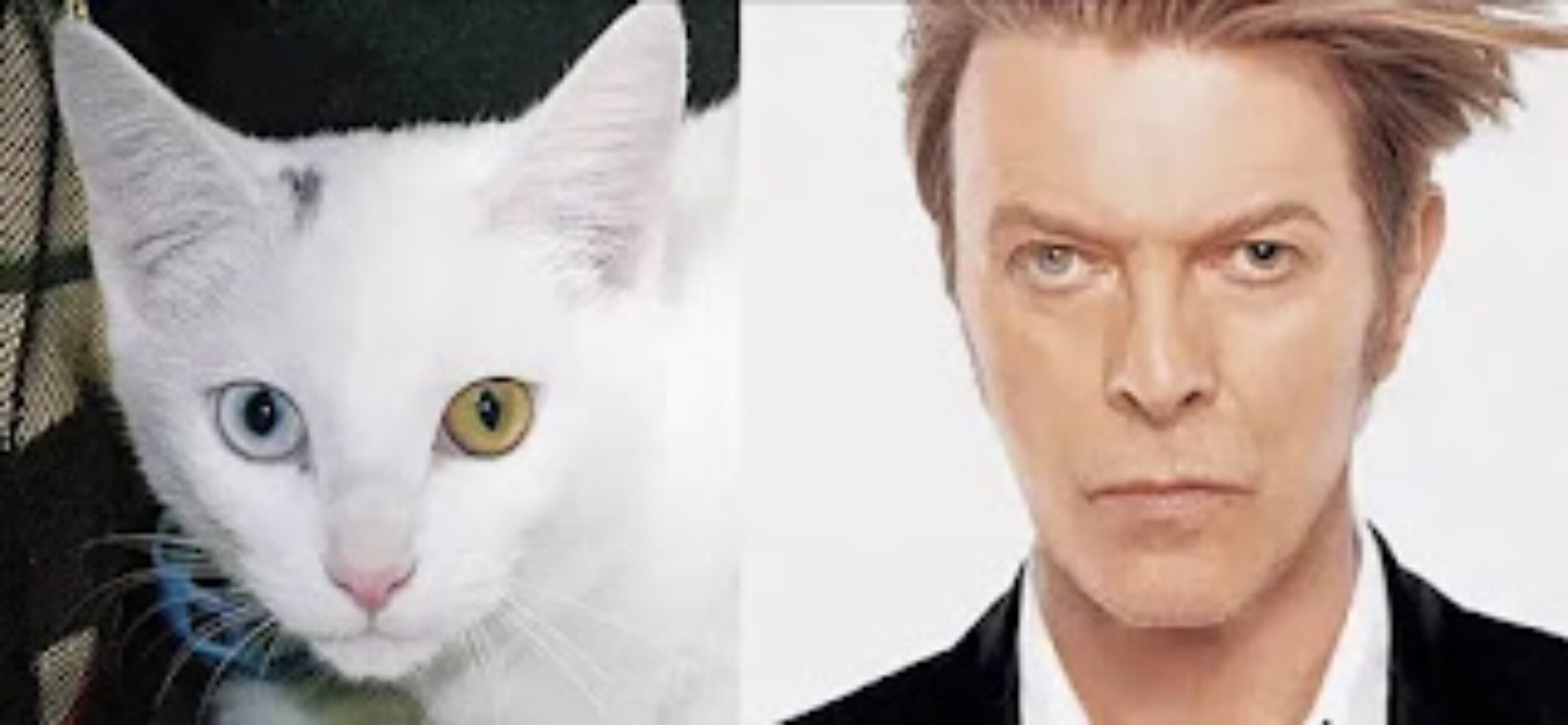 David Bowie e gatto