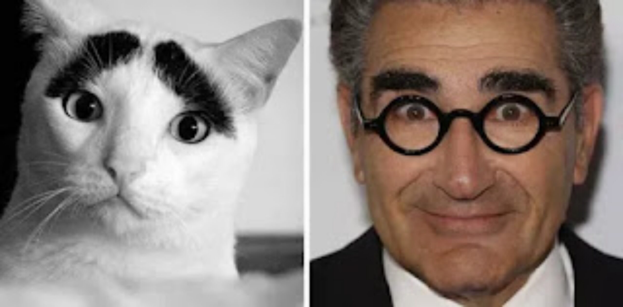 Eugene Levy e gatto