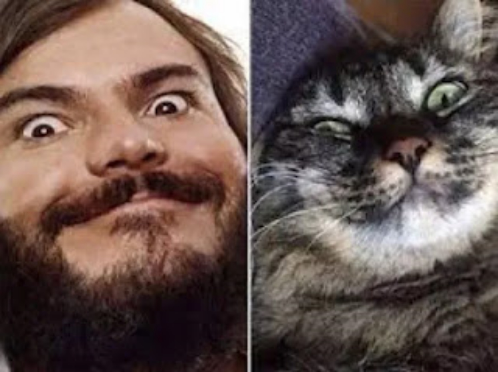 jack black e gatto