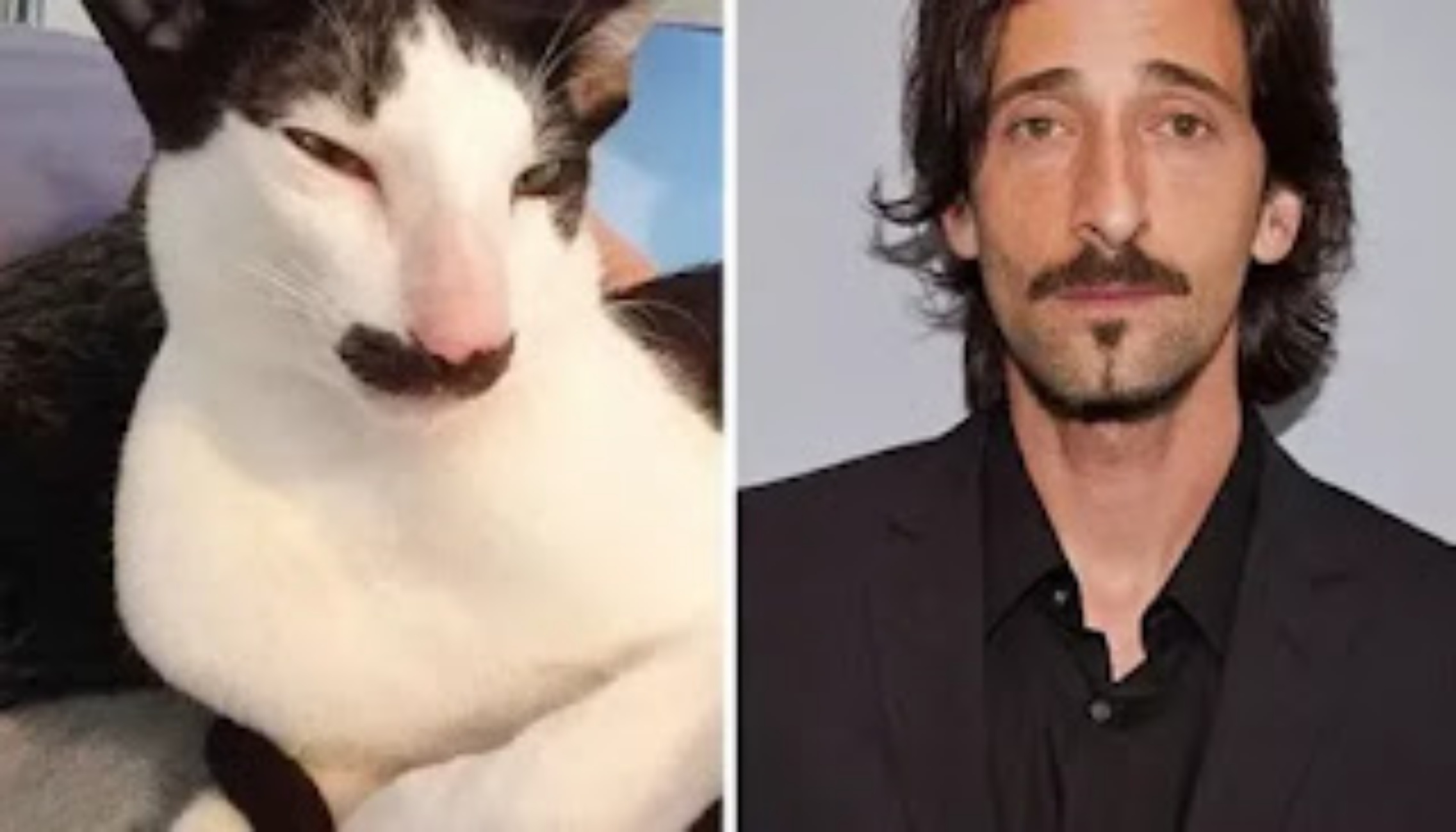 Adrian Brody e gatto