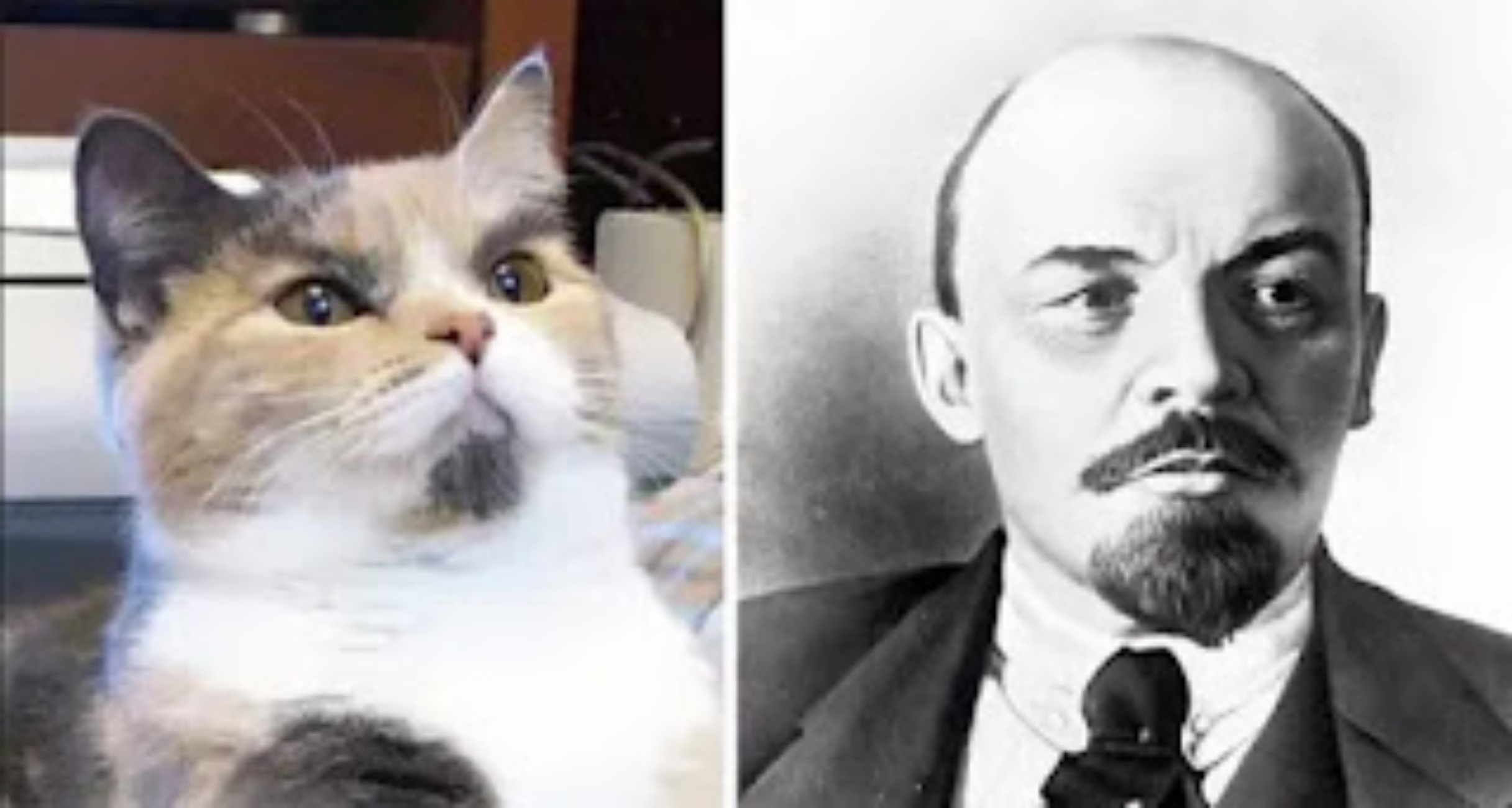 lenin e gatto