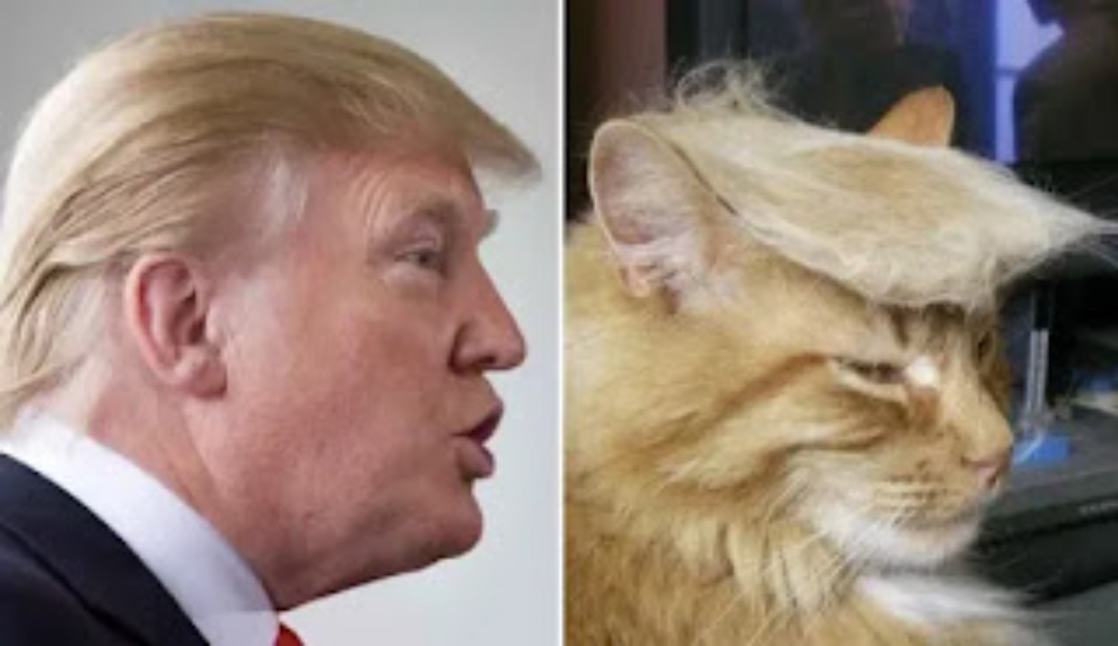 trump e gatto