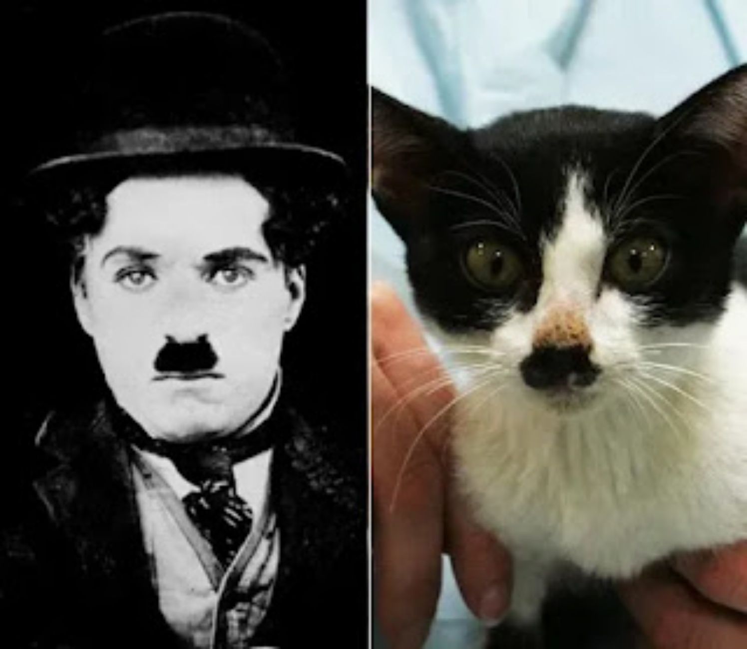 Charlie Chaplin e gatto