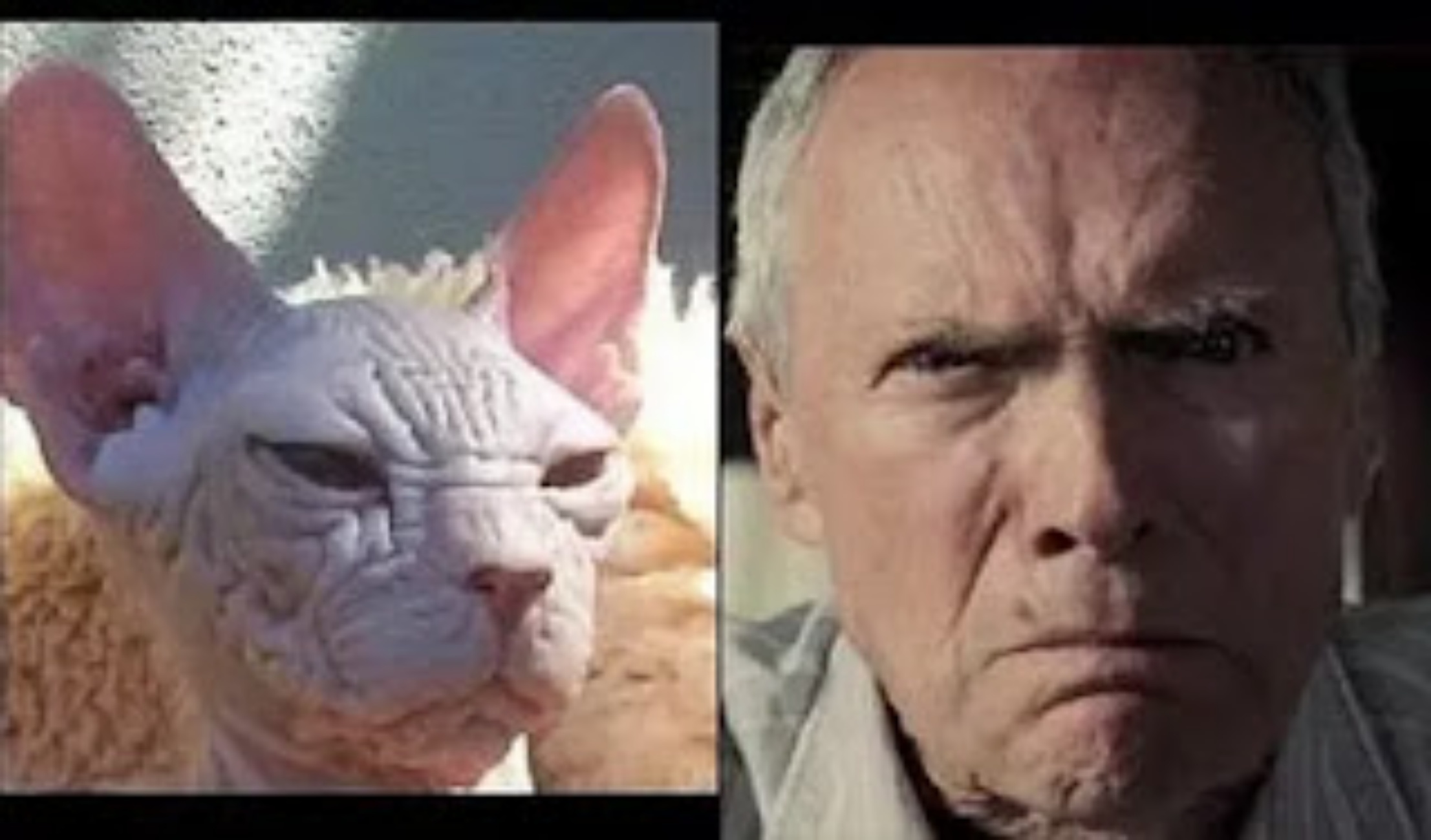 Clint Eastwood e gatto