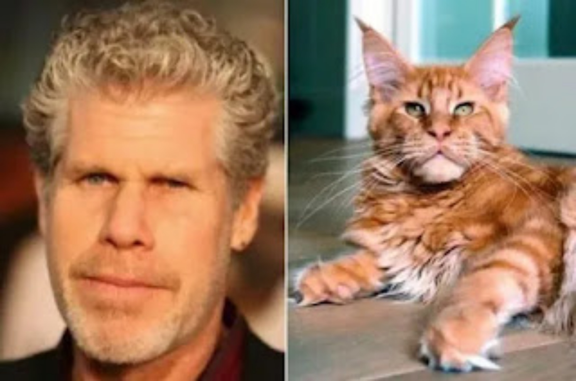 Ron Perlman e gatto