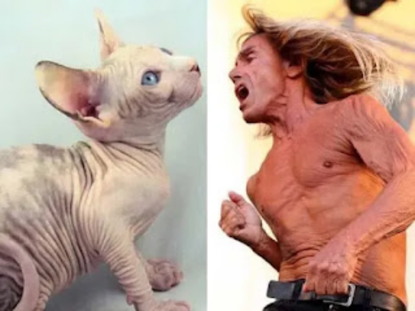 Iggy Pop e gatto