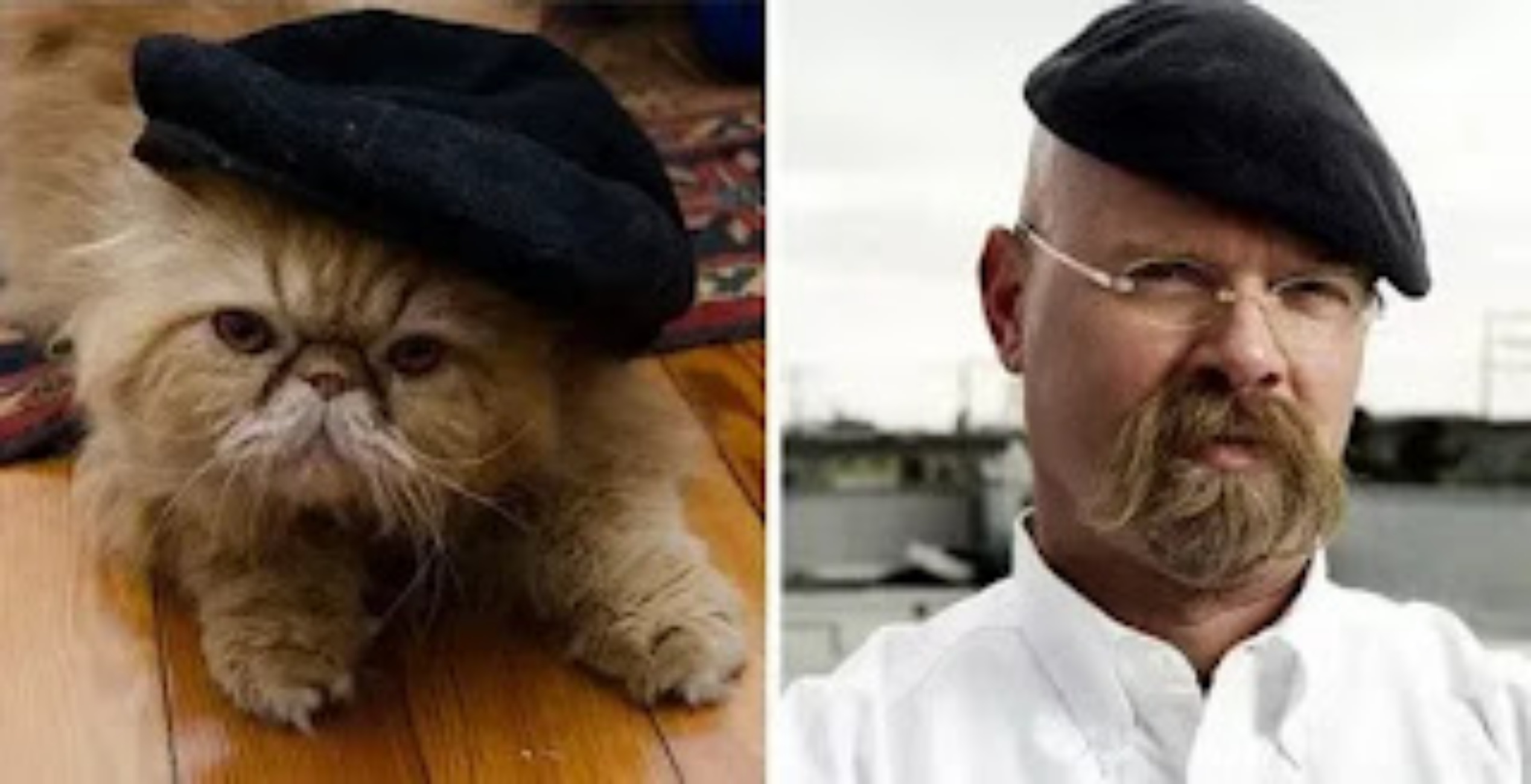 Jamie Hyneman e gatto