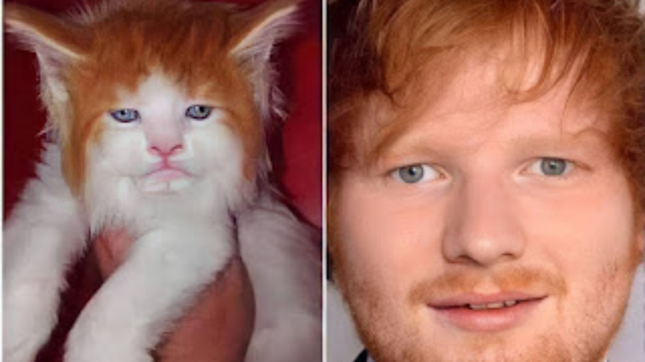 Ed Sheeran e gatto