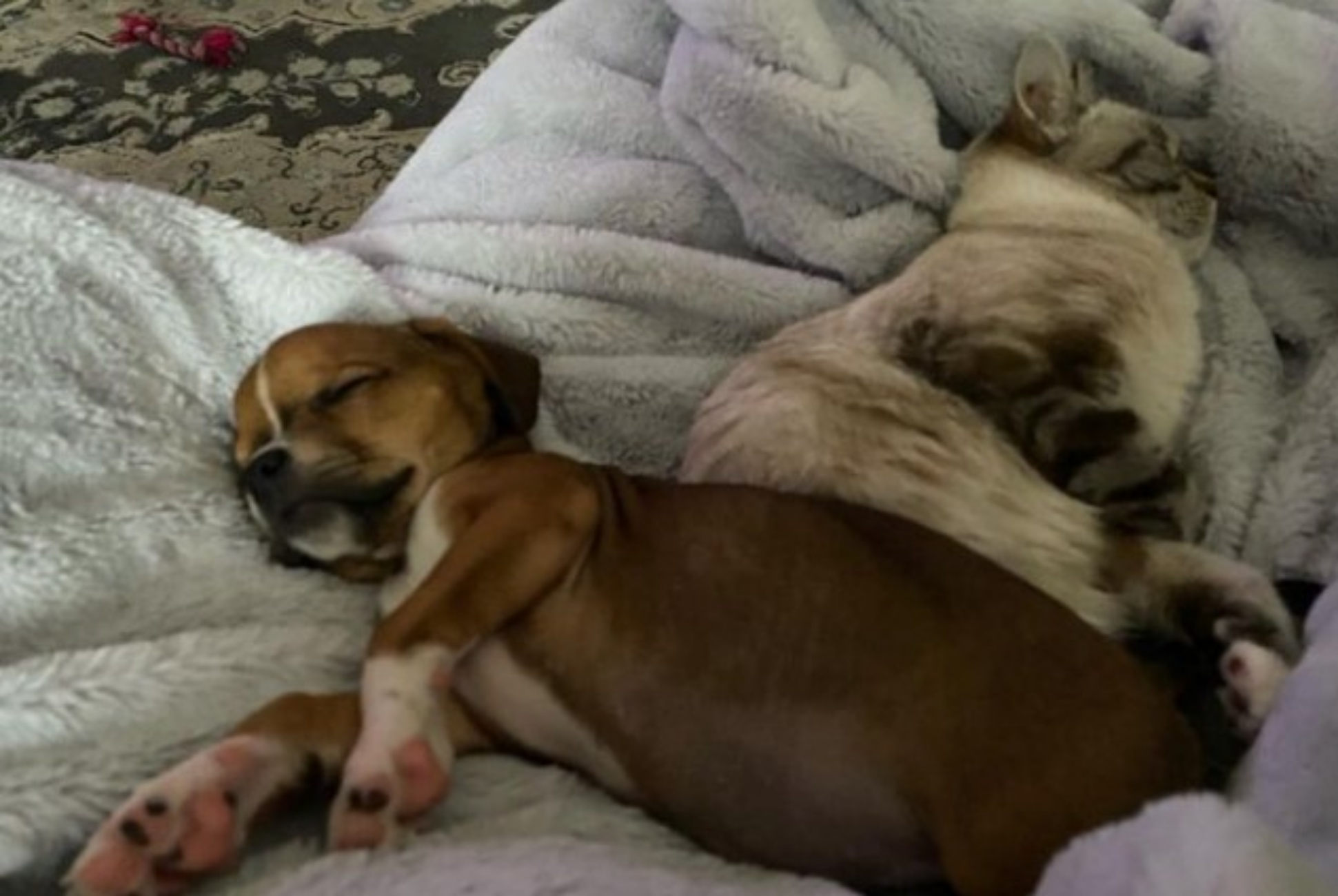 gatto e cagnolino che dormono